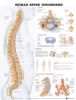 Anatomical Chart, Human Spine Disorders