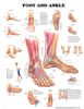Anatomical Chart, Foot and Ankle