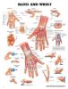 Anatomical Chart, Hand and Wrist