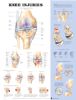 Anatomical Chart, Knee Injuries