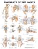 Anatomical Chart, Ligaments of the Joints
