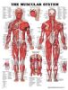 Anatomical Chart, The Muscular System