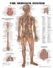 Anatomical Chart, The Nervous System