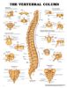 Anatomical Chart, The Vertebral Column